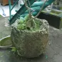morepic-2